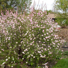 Amandier de Chine, Amandier à fleurs / Prunus triloba